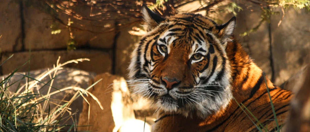 Malayan Tiger